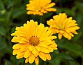 HELIOPSIS HELIANTHOIDES VAR SCABRA VENUS