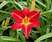 HEMEROCALLIS ANZAC