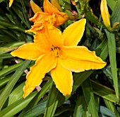 HEMEROCALLIS BURNING DAYLIGHT