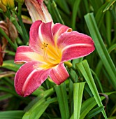 HEMEROCALLIS CHERRY CHEEKS