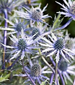 ERYNGIUM X ZABELI JOS EIKING