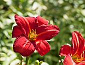 HEMEROCALLIS CHICAGO ROSY