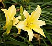 HEMEROCALLIS GIANT MOON