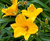 HEMEROCALLIS GOLDEN PRIZE