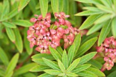 EUPHORBIA GRIFFITHII DIXTER