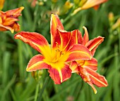 HEMEROCALLIS HOLIDAY MOOD