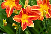 HEMEROCALLIS HOLIDAY MOOD