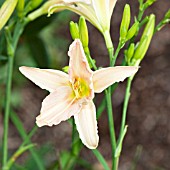 HEMEROCALLIS LUXURY LACE