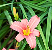 HEMEROCALLIS RED DAMASK