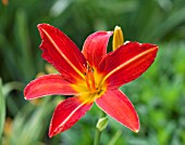 HEMEROCALLIS RED ADMIRAL