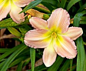 HEMEROCALLIS SELECTION