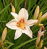 HEMEROCALLIS VARSITY