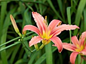 HEMEROCALLIS FULVA VAR ROSEA