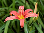 HEMEROCALLIS FULVA VAR ROSEA