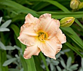 HEMEROCALLIS MERIT 863