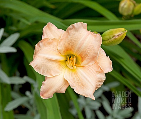 HEMEROCALLIS_MERIT_863