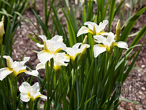 IRIS_DREAMING_YELLOW