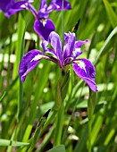 IRIS TEVERPLAE