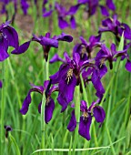 IRIS CHRYSOGRAPHES MANDARIN PURPLE