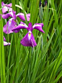 IRIS ENSATA, (SYN. IRIS KAEMPFERI)