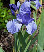 IRIS GERMANICA CRYSTAL BLUE