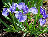 IRIS SIBIRICA BABY SISTER