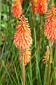 KNIPHOFIA CORAL FLAME