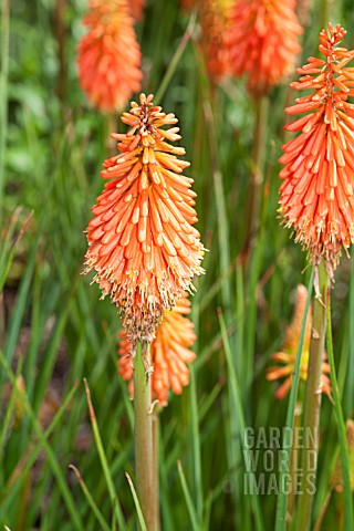 KNIPHOFIA_CORAL_FLAME