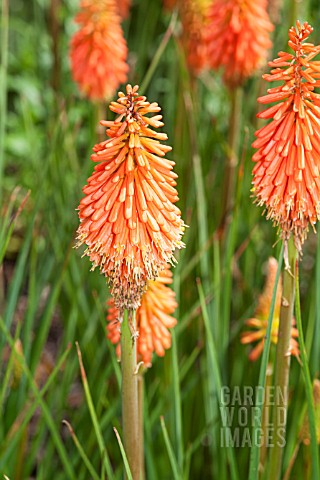 KNIPHOFIA_CORAL_FLAME