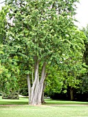 GINKGO BILOBA