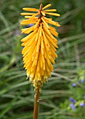 KNIPHOFIA SHINING SCEPTRE