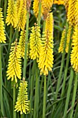 KNIPHOFIA SUNNINGDALE YELLOW