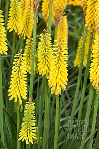 KNIPHOFIA_SUNNINGDALE_YELLOW