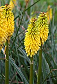 KNIPHOFIA TETBURY TORCH