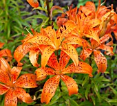 LILIUM HARVEST