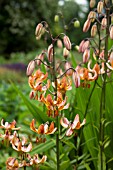 LILIUM MISS WILLMOTT