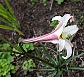 LILIUM FORMOSANUM