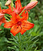 LILIUM LANCIFOLIUM VAR SPLENDENS