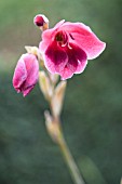 GLADIOLUS PAPILIO