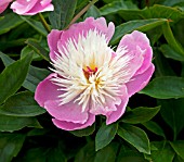 PAEONIA LACTIFLORA BOWL OF BEAUTY