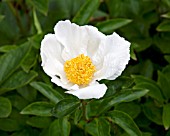 PAEONIA LACTIFLORA WHITE WINGS