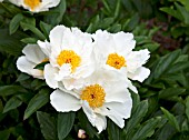 PAEONIA LACTIFLORA WHITE WINGS