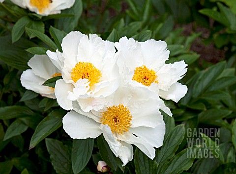 PAEONIA_LACTIFLORA_WHITE_WINGS