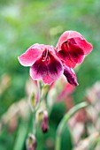 GLADIOLUS PAPILIO