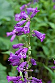 PENSTEMON BODNANT