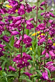 PENSTEMON BURGUNDY