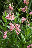 PENSTEMON MACPENNYS PINK