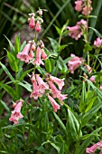 PENSTEMON MACPENNYS PINK