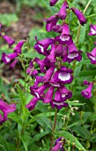 PENSTEMON PURPLE PASSION