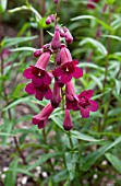 PENSTEMON RICH RUBY